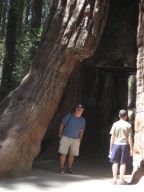 Big Tunnel Tree